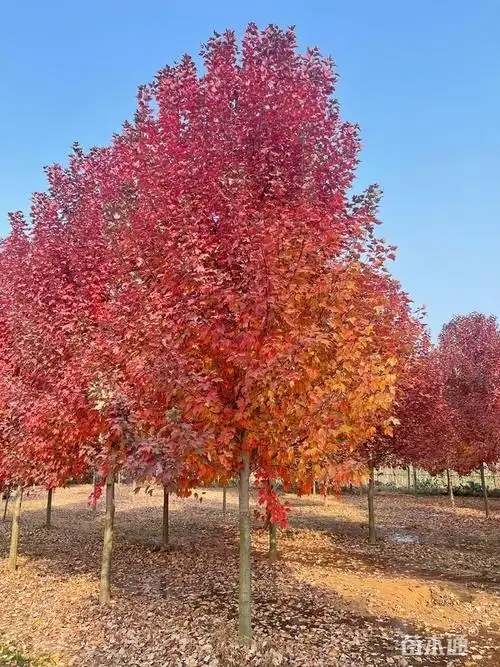 9公分美国红枫-红冠