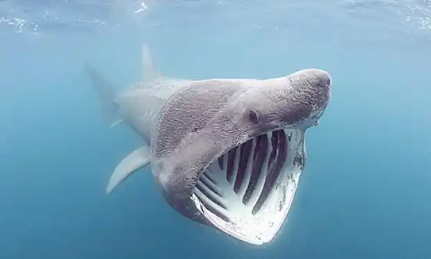 世界上最恐怖的动物这种鱼竟致300多人死亡