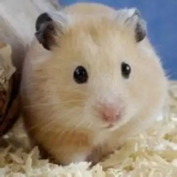 乖巧可爱的仓鼠,动物头像图片-回车桌面