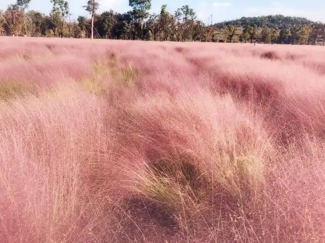花海似锦 人间仙境 纷飞乱子 粉黛佳人