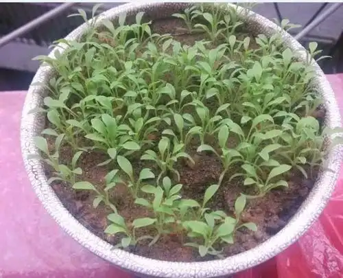 75 岁老太种罂粟被判五年,孙女称其「只是以为会开很好看的花」,你