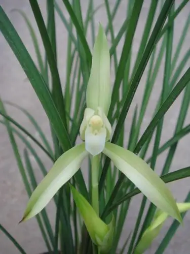 浓香雪兰白花【1现花2花苞】