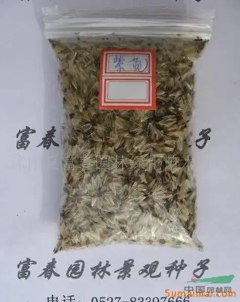 进口景观花卉种子,朝鲜紫苑种子,青苑,紫倩,小辫,山白菜