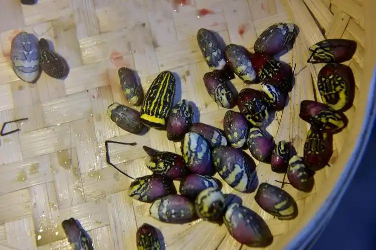 阿卡人准备油炸的花蜘蛛