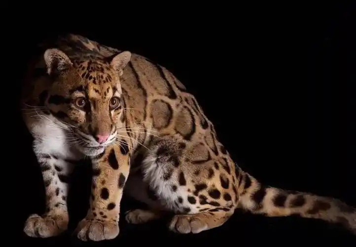 被确认灭绝36年的台湾云豹如今又再次现身到底是什么情况