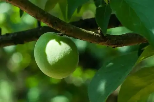 青梅的18个优良品种