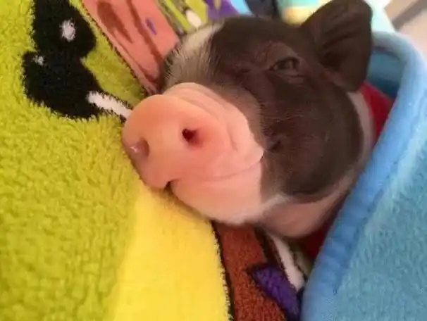 纯种泰国小香猪宠物猪长不大迷你猪香猪幼崽活体巴马香猪仔活体