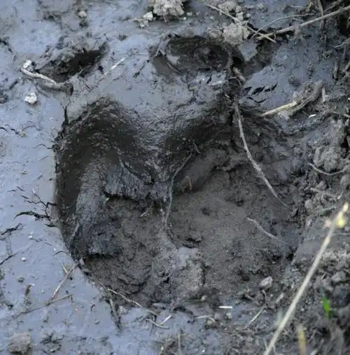湿泥地上大象的脚印直径足有三十公分左右.