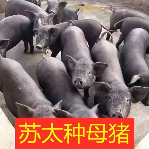 母猪猪仔小母种猪活苗二元苏太杜洛克洛克猪原种畜牧