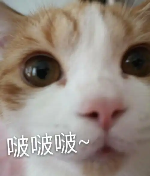 萌宠gif猫星人gif啵啵啵gif爱你gif呆萌gif可爱gif