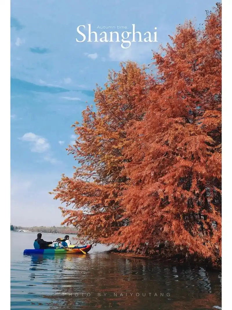 12月的上海6015水上森林红了6015.