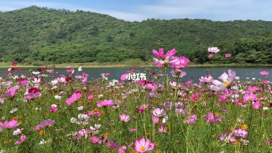 坐标广州南沙区黄山鲁森林公园