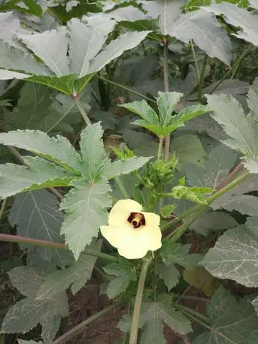 69 谈天说地 69 贴图自拍 69 秋葵,秋天最美  秋葵花,秋天最美