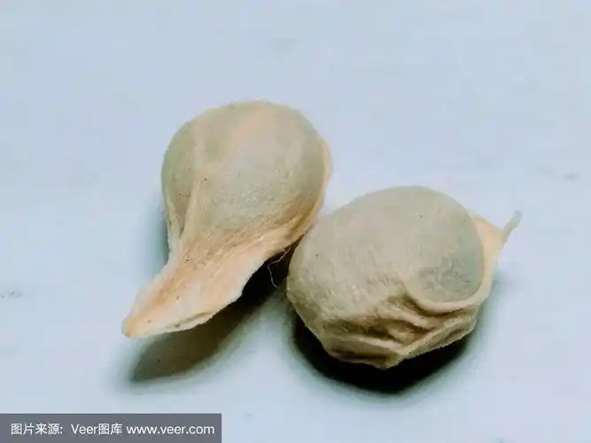 柠檬籽在白色的背景上