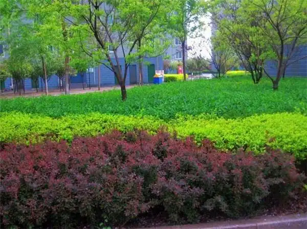 灌木品种大全(灌木品种大全及图片)