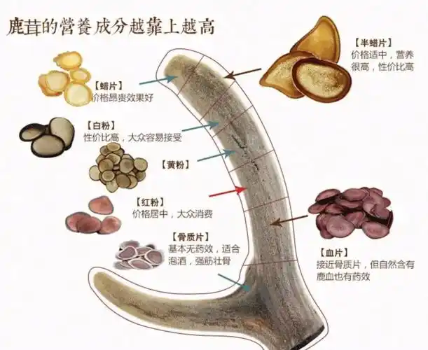怎样辨别鹿茸片的真假99的人吃到假的