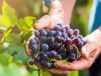 吃葡萄需注意什么 葡萄吃了有哪些好处