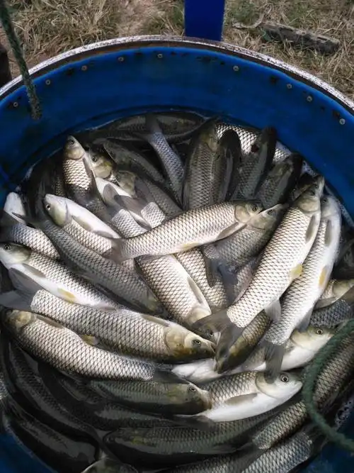 [池塘草鱼批发] 精品草鱼苗价格5元/斤 - 惠农网