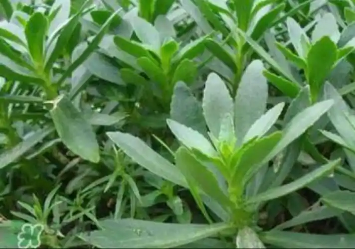 救心菜也称之为费菜,我们家乡就有