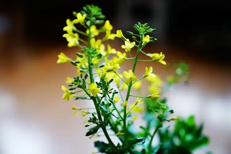 春的色彩-甘蓝花