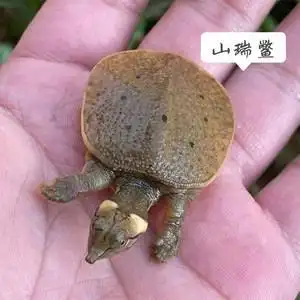 00aling19880830淘宝外塘养殖活体巨型大甲鱼珍珠鳖山瑞食用观赏