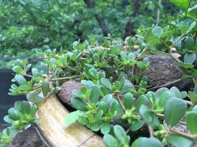 瓜子草 灌泛娥江 - 上虞论坛 0575bbs 浙东上虞网 浙东新商都 上虞