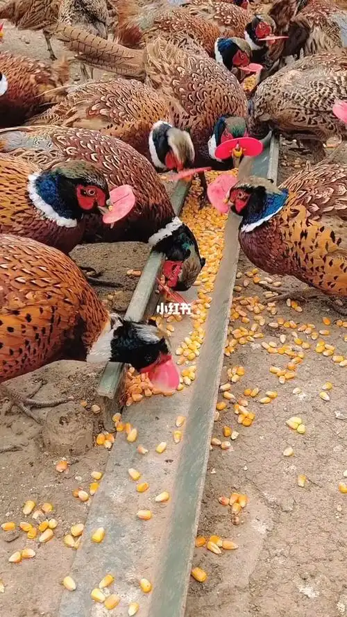 七彩山鸡鸡中王者