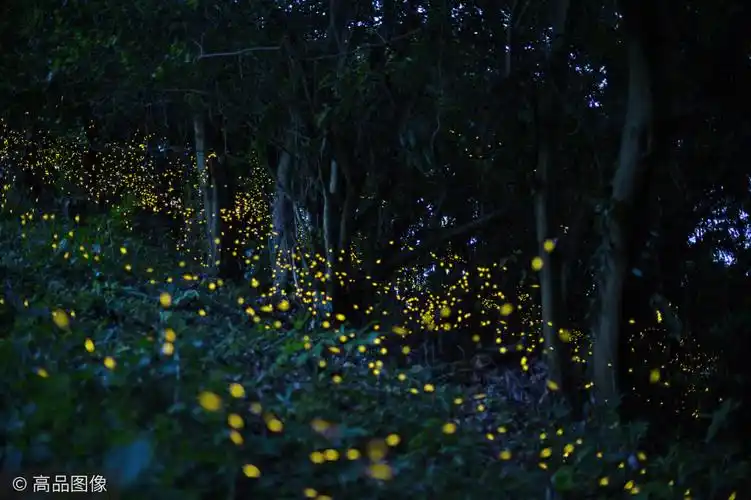 六七十岁的人还能记得,那是夏日的夜晚,萤火虫在草丛里点点飞舞的奇幻