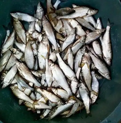 这种小翘嘴鱼长不大吗?很多钓鱼人分不清楚,有人叫它撅嘴鲢