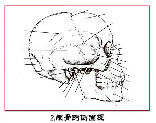 2颅骨侧面观