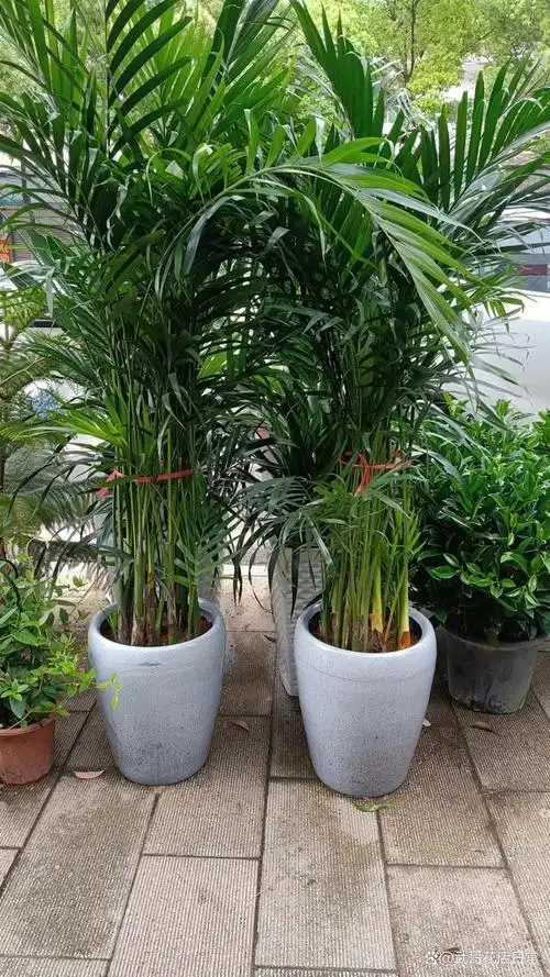 高端大气的居家盆栽富贵椰