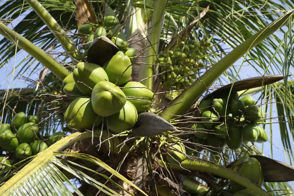 旅居海南后才知道椰子不这样用都浪费了