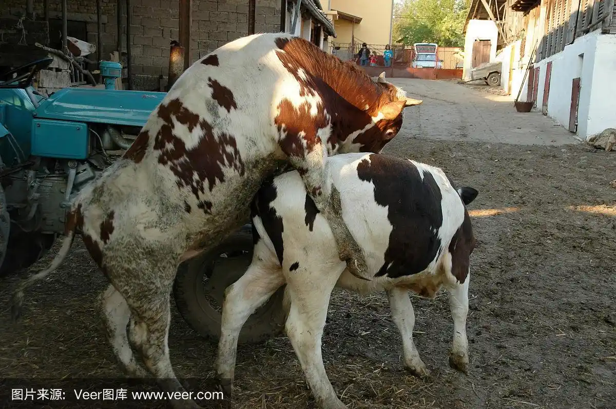 动物,水平画幅,家畜,无人,动物交配