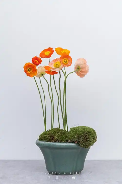 虞美人盛开的山坡