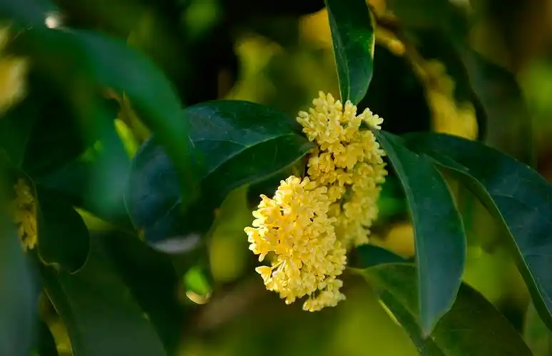 宣恩秋意浓桂花香