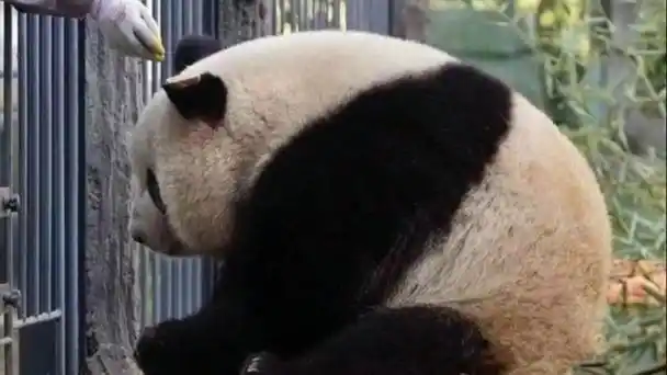 笑死,搞笑版熊猫萌兰表情包-阳光开朗大男孩的监狱之旅.