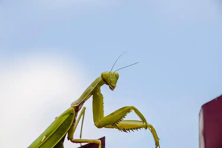 红篱笆上的螳螂.捕食昆虫螳螂.