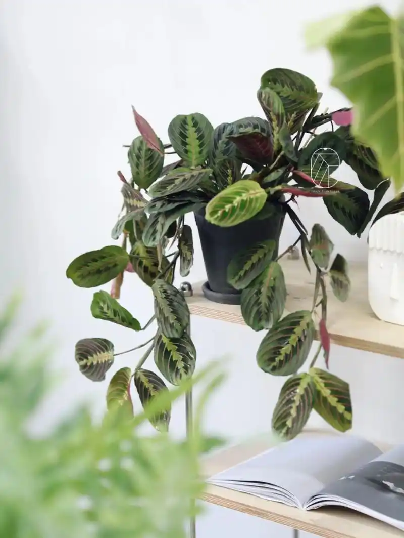 教你家里养好一盆生动美丽的叶蝉竹芋 叶如蝉翼,随梦灵动.