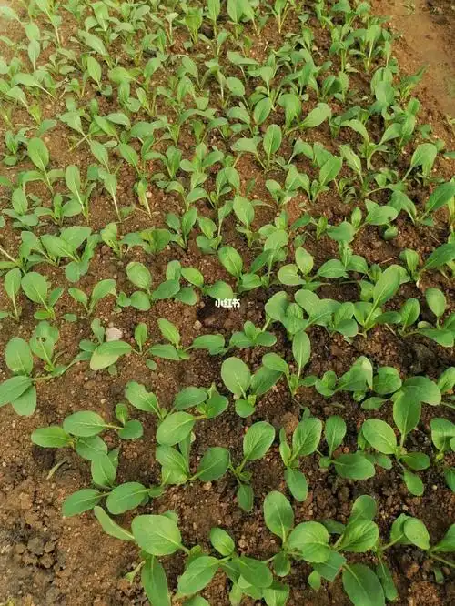 移摘的菜心苗比播种的好吧