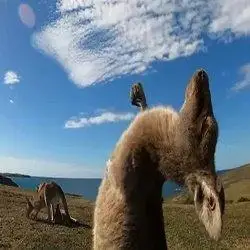 抖音袋鼠摇手仰头表情包