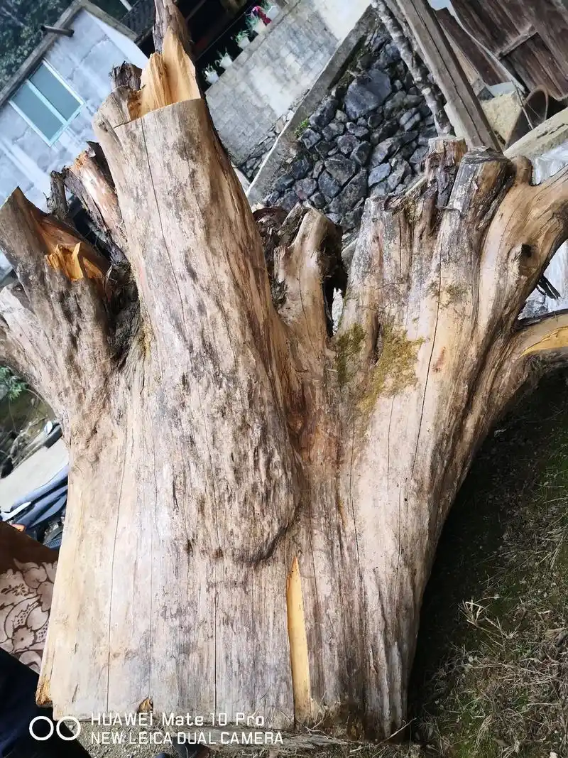 老柏香树根可做两张桌面 - 抖音