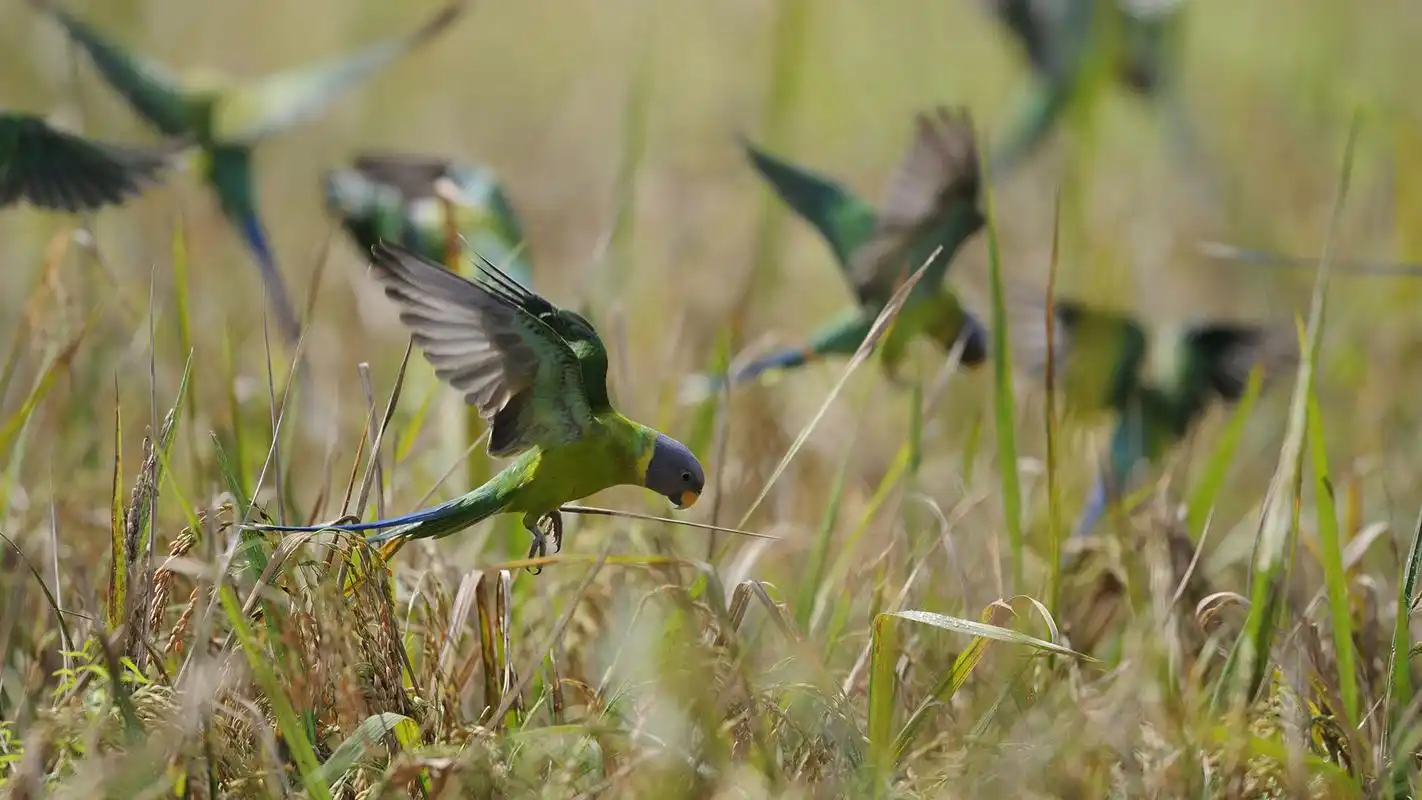 大自然中动物高清摄影图片桌面壁纸