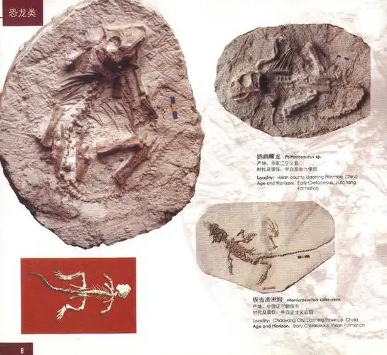 辽西古生物化石:"鹦鹉嘴龙"