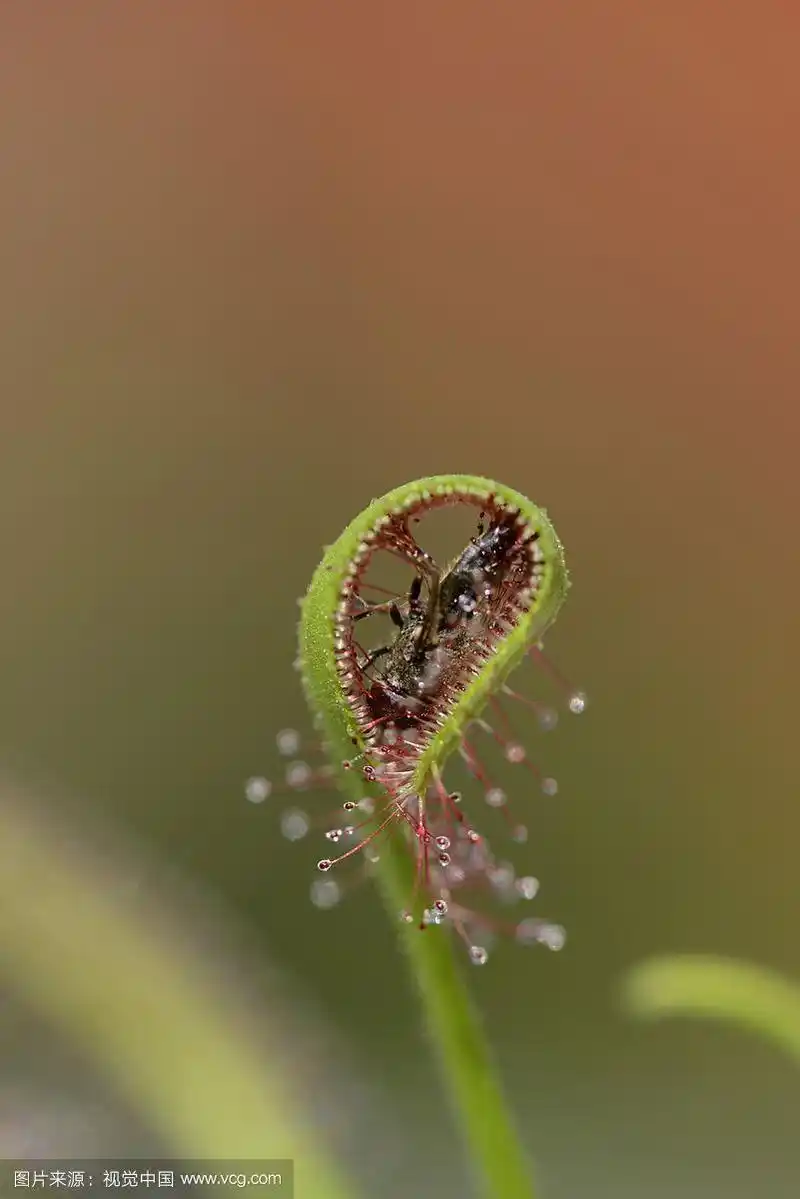 茅膏菜(drosera capensis)与捕获的苍蝇.注意树叶是如何滚过猎物的.