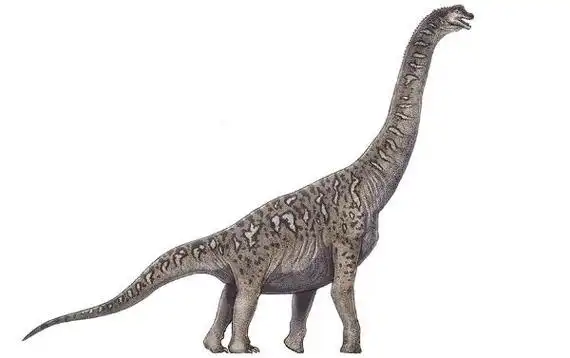 巴洛莎龙是一种南美洲的超巨型食草恐龙,它长30米