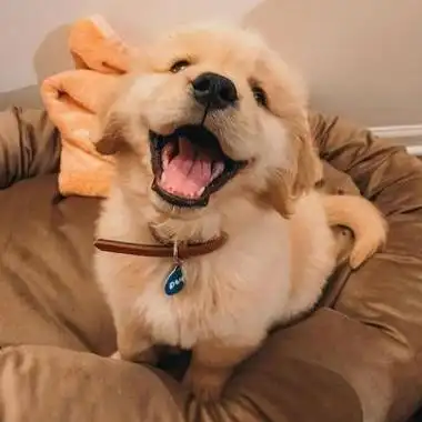 男生微信头像小狗 男生头像图片大全 -【爱个性】