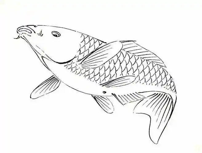 【转载】白描鱼