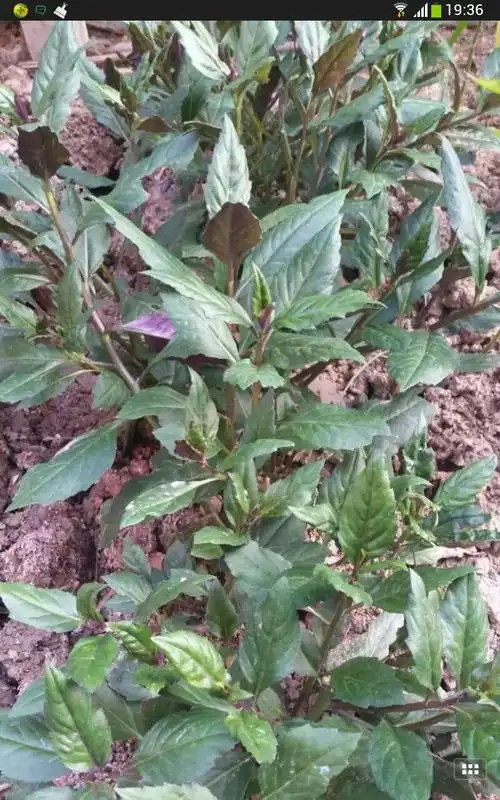 185****2647| 浏览 2 次来自:手机知道  3 分钟前  提问者采纳 紫背菜