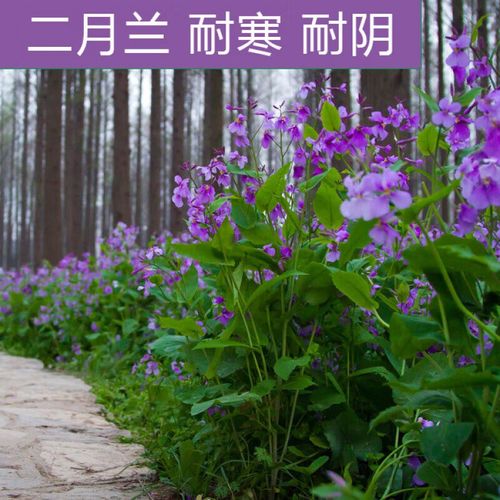 苏鲁雅卉二月兰种子二月蓝开花早花期长耐寒耐阴 花海花带景观花卉种