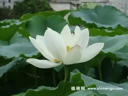 23张白莲花图片